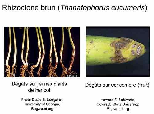 Les maladies des taches foliaires sont causées par divers champignons